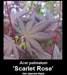 Buy Scarlet Rose Japanese Maple