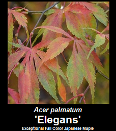 Buy Acer palmatum Elegans Japanese Maple