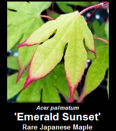 Buy Acer palmatum Emerald Sunset Japanese Maple