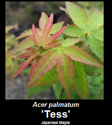 Buy Acer palmatum Tess Japanese maple