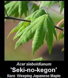 Buy Seki no kegon Japanese Maple