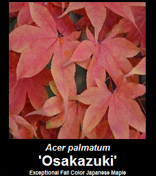 Buy Acer palmatum Osakazuki Japanese Maple