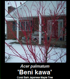 Buy Beni kawa Japanese Maple Tree
