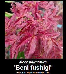 Purchase Beni fushigi Japanese Maple Tree