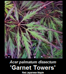 Buy Acer palmatum Garnet Towers Japanese Maple