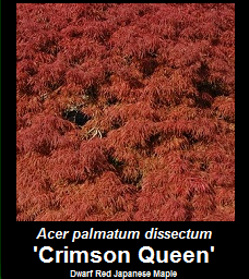 Buy Acer palmatum Crimson Queen Japanese Maple