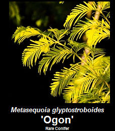 Buy Metasequoia 'Ogon' Dawn Redwood