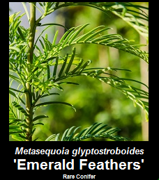 Buy Metasequoia 'Emerald Feathers' Dawn Redwood