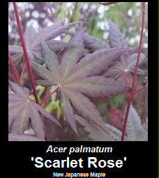 Buy Scarlet Rose Japanese Maple