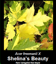 Buy Acer freemanii x rubrum Shelinas Beauty Variegated Red Maple