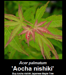Purchase Aocha nishiki Japanese Maple Tree