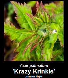 Krazy Krinkle Japanese Maple
