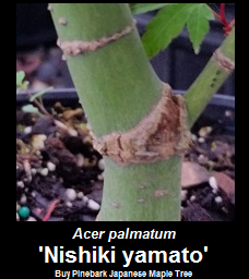 Buy Acer palmatum Nishiki yamato Pinebark Japanese Maple Tree