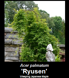Buy Ryusen Japanese Maple