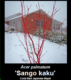Buy Sango kaku Coral Bark Japanese Maple