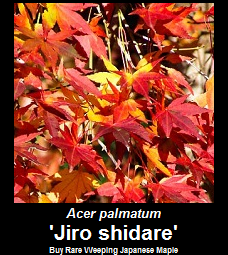 Buy Jiro shidare Weeping Japanese Maple Tree
