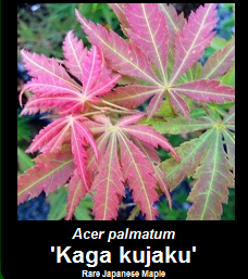 Buy Acer palmatum Kaga kujaku Japanese Maple