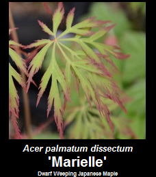Purchase Acer palmatum 'Marielle' Japanese Maple