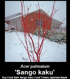 Buy Acer palmatum Sango kaku Coral Bark Japanese Maple