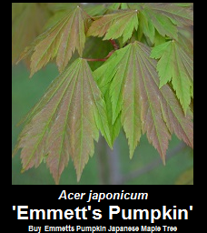 Buy Acer japonicum Emmetts Pumpkin Japanese Maple