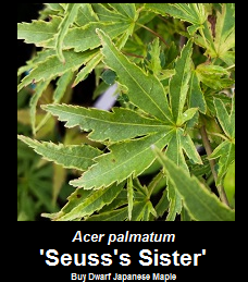Acer palmatum Seuss Sister Japanese Maple Tree