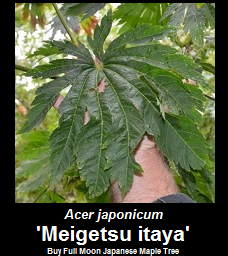 Buy Acer japonicum Meigetsu itaya full moon Japanese Maple Tree