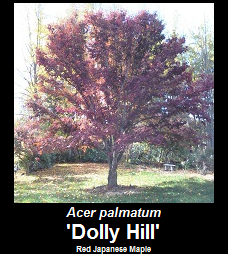 Buy Acer palmatum Dolly Hill Red Japanese Maple