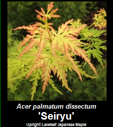 Buy Seiryu Japanese Maple