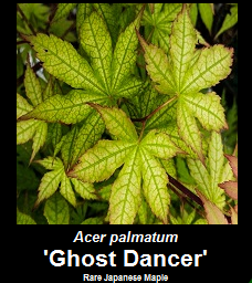 Buy Ghost Dancer Japanese Maple