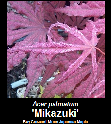 Buy Acer palmatum Mikazuki Japanese Maple