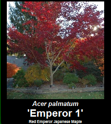 Buy Emperor 1 Red Japanese Maple