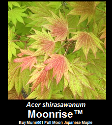 Buy Acer shirasawanum Moonrise Japanese Maple