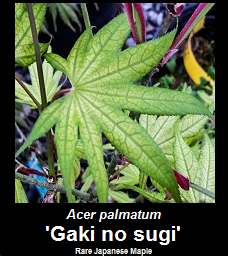 Buy Gaki no sugi Japanese Maple