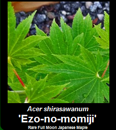 Buy Ezo no momiji Japanese Maple