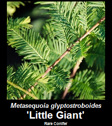 Buy Metasequoia 'Little Giant' Dawn Redwood