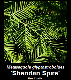 Buy Metasequoia 'Sheridan Spire' Dawn Redwood