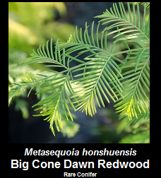 Buy Metasequoia honshuensis Big Cone Dawn Redwood