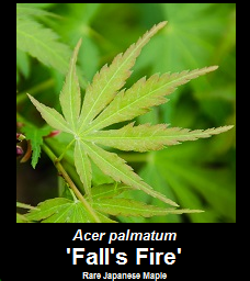 Buy Acer palmatum Fall's Fire Japanese Maple