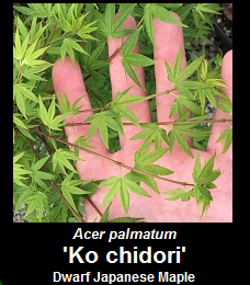 Buy Ko chidori Japanese Maple