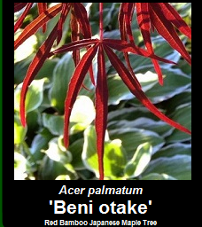 Purchase Beni otake Japanese Maple Tree