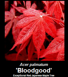 Purchase Bloodgood Japanese Maple Tree