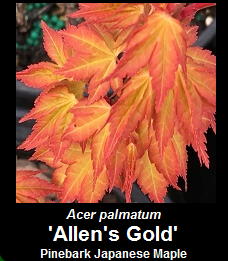 Purchase Allens Gold Japanese Maple Tree