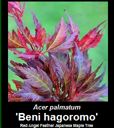 Purchase Beni hagoromo Japanese Maple Tree