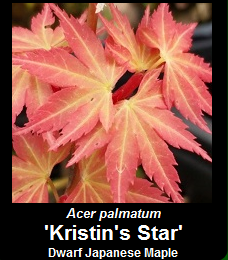 Buy Kristin's Star Japanese Maple
